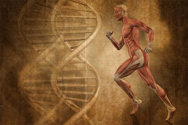 découvrez le rôle essentiel de la mémoire musculaire dans l'amélioration des performances physiques et l'apprentissage des mouvements, ainsi que son importance pour un entraînement efficace.