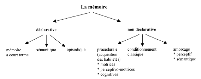 découvrez le rôle essentiel de la mémoire musculaire et son importance dans l'apprentissage moteur et la performance physique.