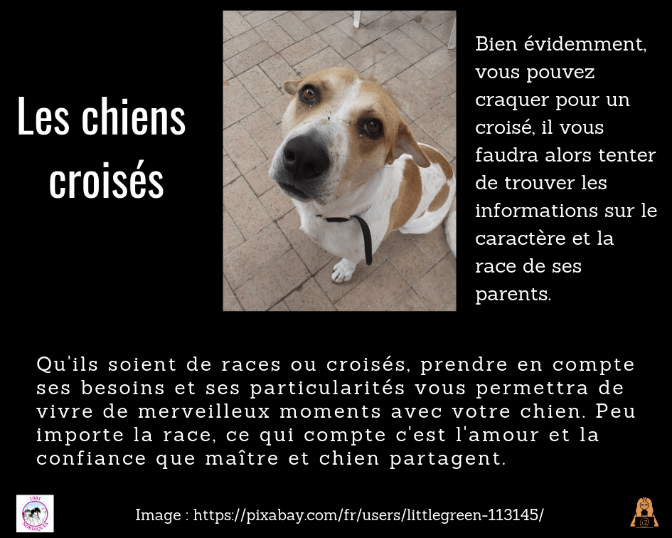 découvrez comment choisir le compagnon canin idéal en 2026 grâce à nos conseils pratiques et astuces pour trouver le chien qui correspond parfaitement à votre mode de vie.
