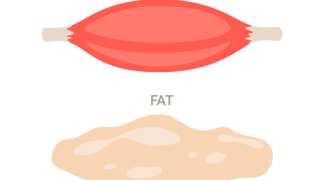 découvrez les différences essentielles entre le muscle et la graisse, leur impact sur la santé et la composition corporelle, et apprenez comment optimiser votre forme physique.