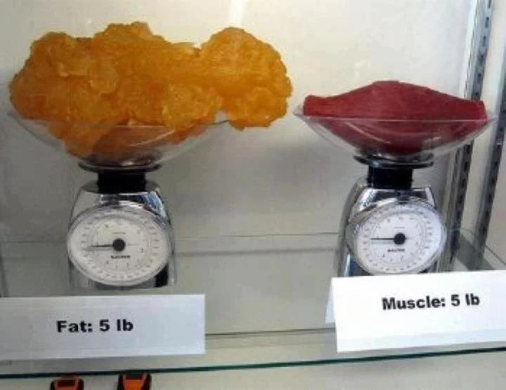 découvrez les différences essentielles entre muscle et graisse, leur impact sur votre santé et comment optimiser votre composition corporelle pour un meilleur bien-être.